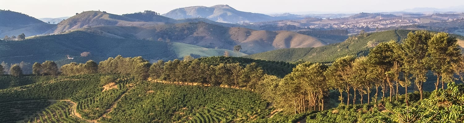 Coffe field in Minas Gerais State, Brazil